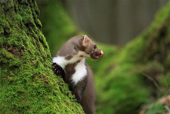 Sådan slipper du af med mår på loftet – 3 gode grunde til at gøre det!