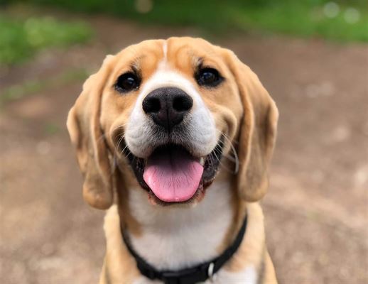 Naturligt BARF hundefoder til glade hunde