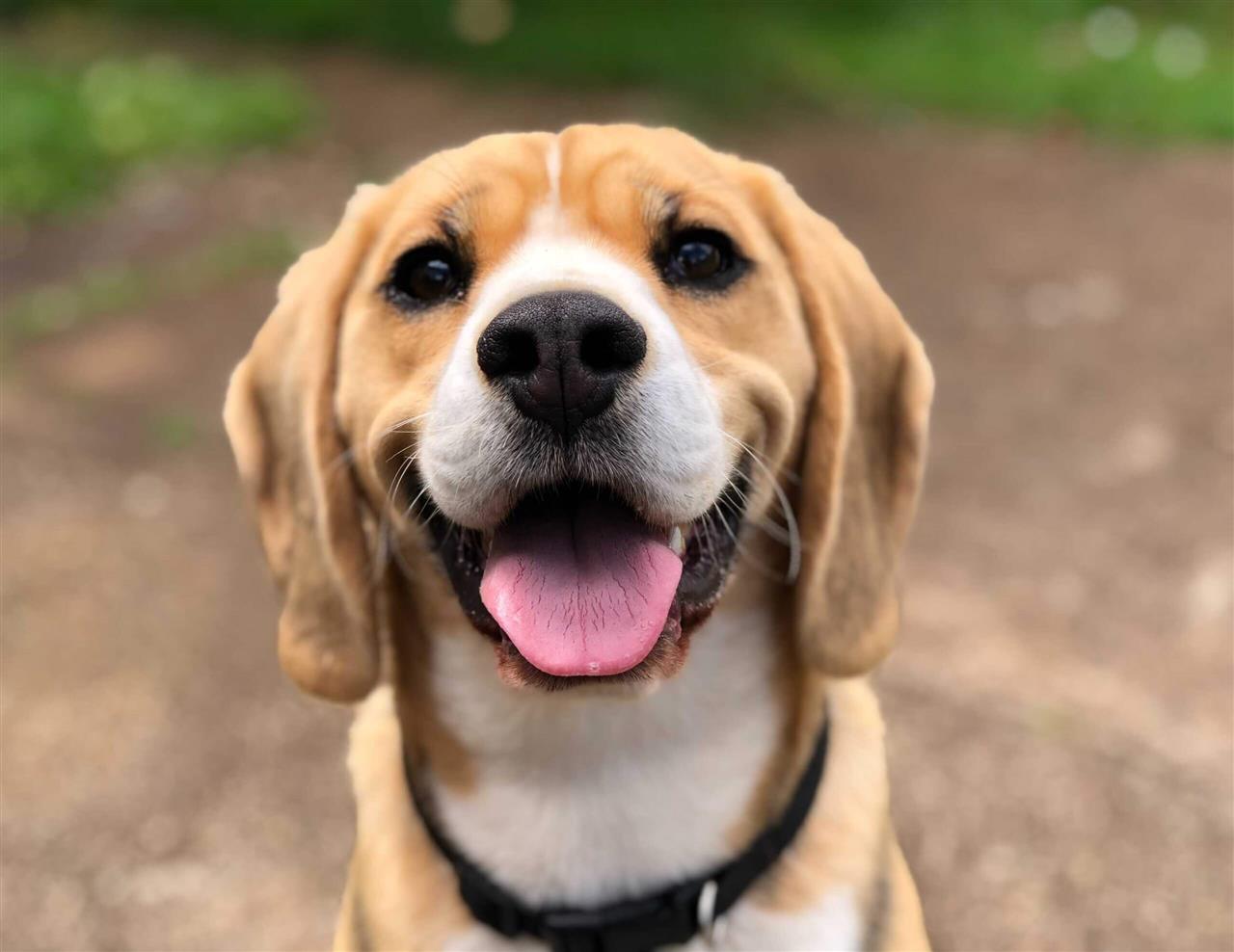 Naturligt BARF hundefoder til glade hunde