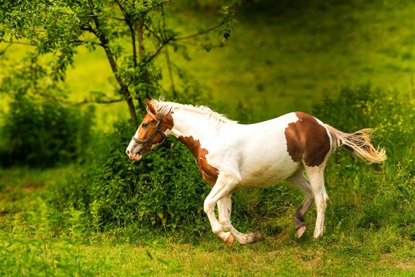 Hest mangler energi - forstå årsagerne og løsningerne